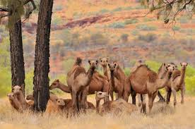 Faisal says that a camel's price starts from about $55,000 (£40,000) but thoroughbreds can go for a lot more. Camels Of The Australian Outback