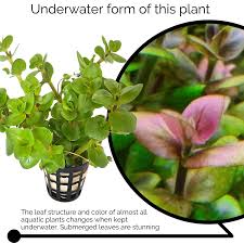 Image result for Bacopa hamiltoniana
