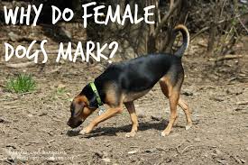 Why Do Female Dogs Mark Dogs Pet Health Care Cute Dog Photos
