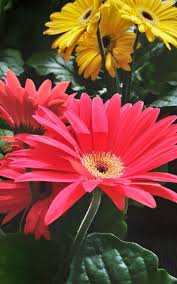 Image result for Gerbera jamesonii