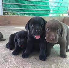 We offer akc lab puppies for sale in charlotte, nc call or email us today! Labrado Retrievers Puppies Lab Puppies For Sale In Louisiana Craigslist Lab Puppies For Sale In Baton Rouge Lab Puppies For Sale In Mississippi Lab Puppies For Sale Near Me Lab Puppies