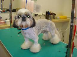samye populyarnye strizhki shi tcu opisanie i foto doggy puppies animals