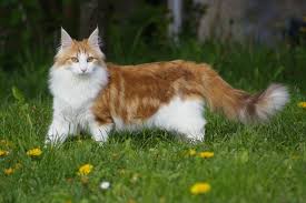 Loading In 2020 Norwegian Forest Cat Forest Cat Norwegian Forest