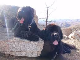 Black Russian Terrier And Newfoundland Black Russian Terrier Big Puppies Terrier Dogs