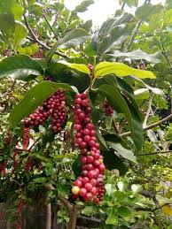 Image result for Antidesma venosum