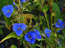 Image result for Commelina reptans