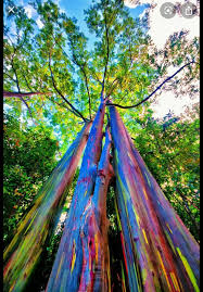Thought Yall Might Enjoy These Trees Rainbow Eucalyptus Eucalyptus Deglupta Gardening Garde In 2020 Rainbow Eucalyptus Tree Rainbow Eucalyptus Eucalyptus Deglupta