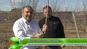 Ağaçlar dünyanın akciğeridir, nefes almasını sağlar. Fidan Dikmek Isteyenlere Altin Oneriler Youtube