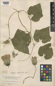 Image result for Haumaniastrum coriaceum