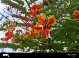 Image result for Caesalpinia cassioides