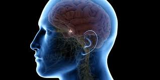 Lobus posterior dari kelenjar hipofisis mengahsilkan dua jenis hormon, yaitu hormon antidiuretik. Anatomi Kelenjar Pituitari Dan Gangguan Yang Bisa Terjadi