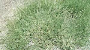 Image result for Sporobolus spicatus