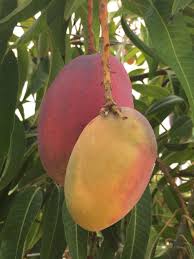 Madurados En El Arbol Fruit Vegetables Nuts