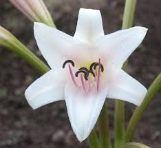 Image result for Crinum paludosum