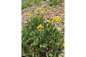 Image result for Senecio milanjianus