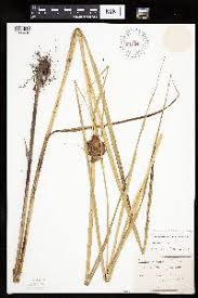 Image result for Ascolepis protea