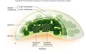 Module 2 Part A Cell Structure Photosynthesis Organic Molecules Organelles