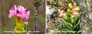 Image result for Penaeaceae