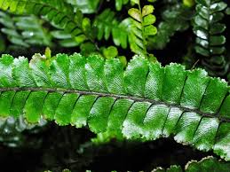Image result for Adiantum hispidulum