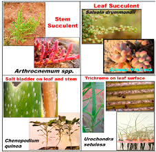 Image result for Halopyrum mucronatum