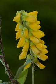 Image result for Eriosema psoraleoides