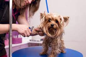 Average Dog Grooming Prices Services How Much Will You Spend