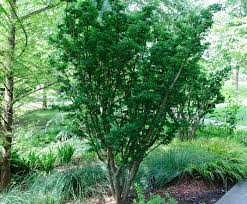 Check spelling or type a new query. Acer Palmatum Shishigashira Japanese Maple Evans Nursery