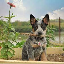 32 Dogs With Pointy Ears Dog Breeds With Bat Ears