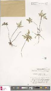 Image result for Aleuritopteris welwitschii