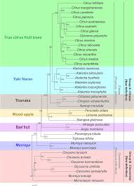 Image result for Citropsis