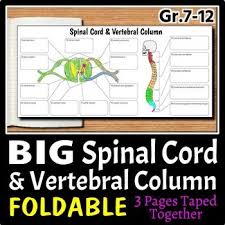 How to draw human spine anatomy color drawing for kids. Spinal Cord Vertebral Column Big Foldable For Interactive Notebook Or Binder Interactive Notebooks Human Body Systems Foldables