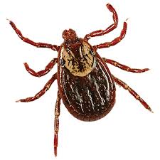 So how to safely get rid of the ticks that threaten you and your family with lyme and other diseases? Tick Exterminator Viking Pest Control Nj Pa Md De