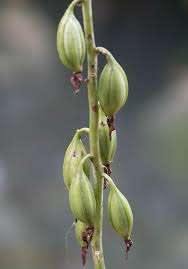 Image result for Eulophia alta