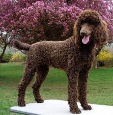 Brown Female Standard Poodle Poodle Puppy Poodle Chocolate Poodle