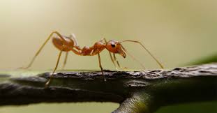 Did you know that an ant can lift 20 times its own body weight? How Much Does It Cost To Get Rid Of Ants New Leaf Pest Control