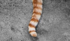These bones can potentially be broken, especially in certain situations. Tail Amputation Caudectomy In Cats Cat World