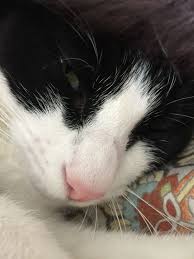 pin by ali mader on cats friends time accesories for cats cat birth beautiful cats cat with blue eyes