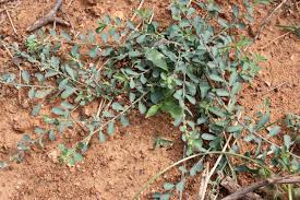 Image result for Phyllanthus maderaspatensis