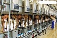 Image result for Đơn hàng vắt sữa bò nữ đến 40 tuổi 3 năm lương cao đi đơn Hot Nhật Bản