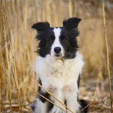 Border Collie English Shepherd Border Collie Border Collie Dog