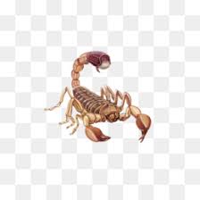 Us 1 08 31 off 10 pc 3d leng. Kalajengking Unduh Gratis Scorpion Ilustrasi Kartun Vektor Scorpion Gambar Png