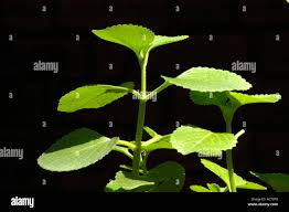 Image result for Clitandra cymulosa