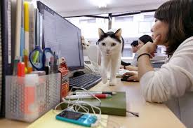 Every Office Needs A Kitty Kondo Check Out A Cat At The Cat Library Cattime Office Cat Cats Cat Rescue