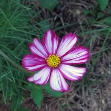 Image result for Cosmos bipinnatus