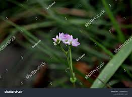 Image result for Persicaria madagascariensis