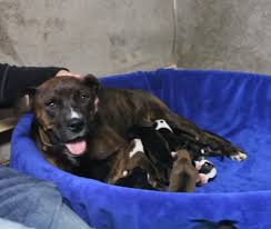 Pregnant Dog Refuses To Give Birth After Looking At The Ultrasound Vet Understands Why Small Joys