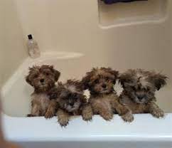 Shih Tzu Yorkie Poo Puppies And Dogs For Sale Pets Classified Ad Oregonlive Com Yorkie Poo Puppies Yorkie Poo Yorkie Poo For Sale