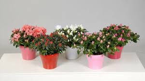 Philippe ferret a sélectionné pour vous les 10 plantes d'intérieur fleuries faciles à vivre. Des Plantes D Interieur Fleuries Pour Le Printemps M6 Deco Fr