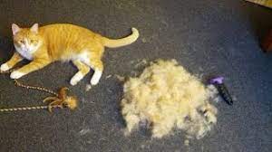Their soft and flexible bristles are typically made from nylon or boar's hair, and they're great for. Furminator Review Cat Deshedding Brush Youtube