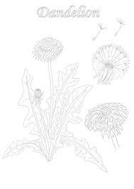 Color this picture of a taraxacum or dandelion and others flowers with our site of free coloring pages. Dandelion Coloring Page And Botanical Description Card By Jeanne Myhill